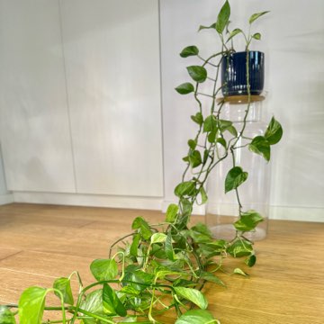 Epipremnum Marble Queen