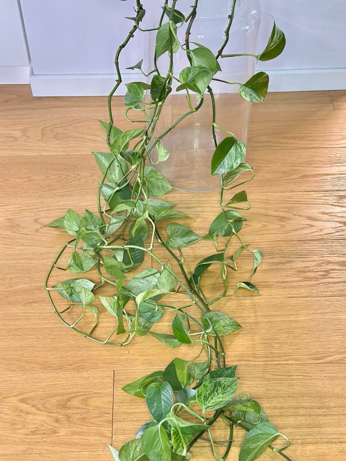 Epipremnum Marble Queen 3