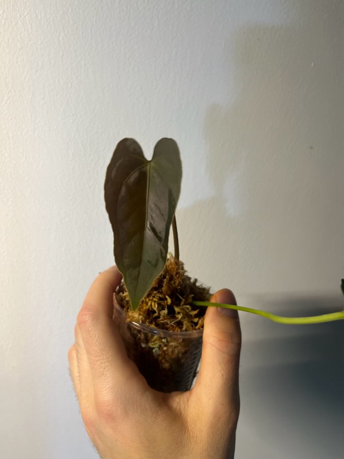 Anthurium indo portillae x papillilaminum elongated 2