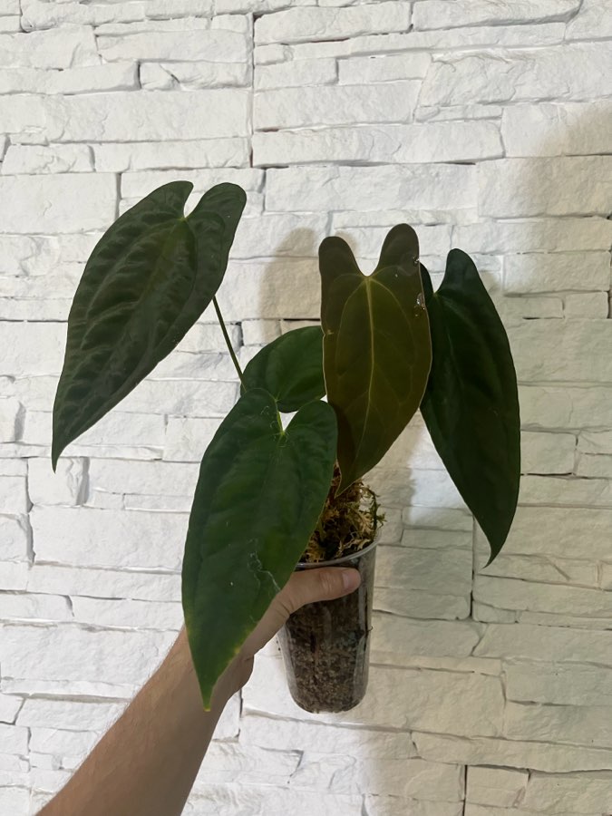 Anthurium indo portillae x papillilaminum elongated 3