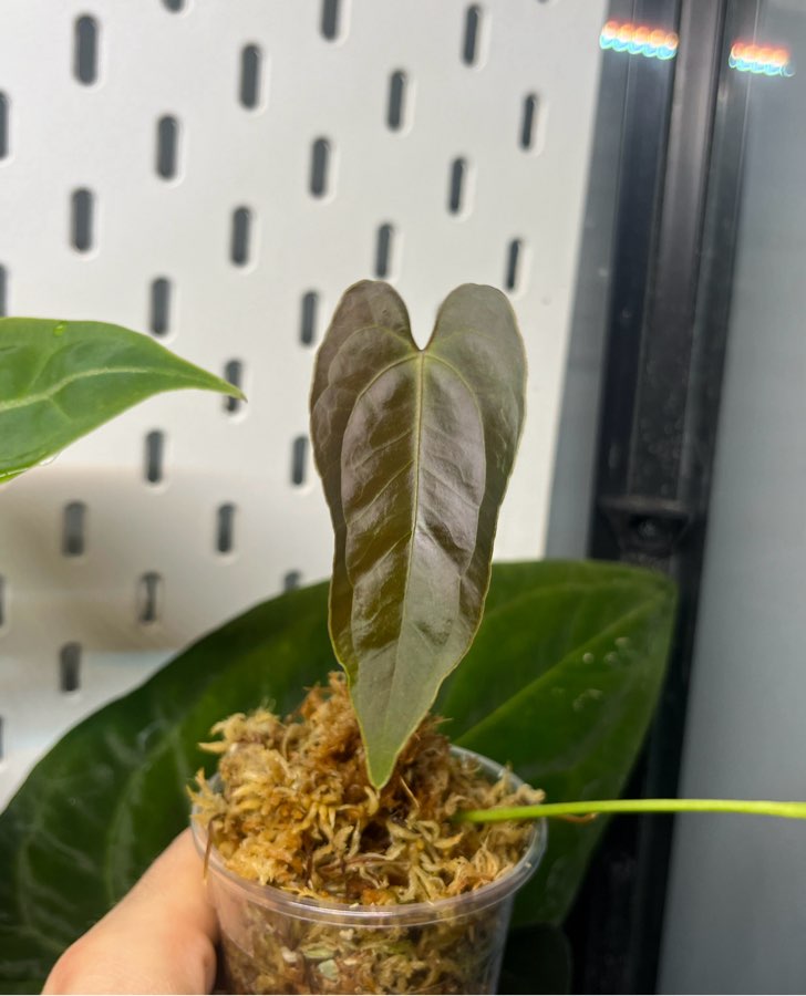 Anthurium indo portillae x papillilaminum elongated