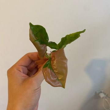 Syngonium podophyllum ‘Pink Lava’