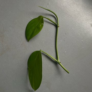 Monstera friedrichsthalii