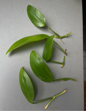 Monstera friedrichsthalii