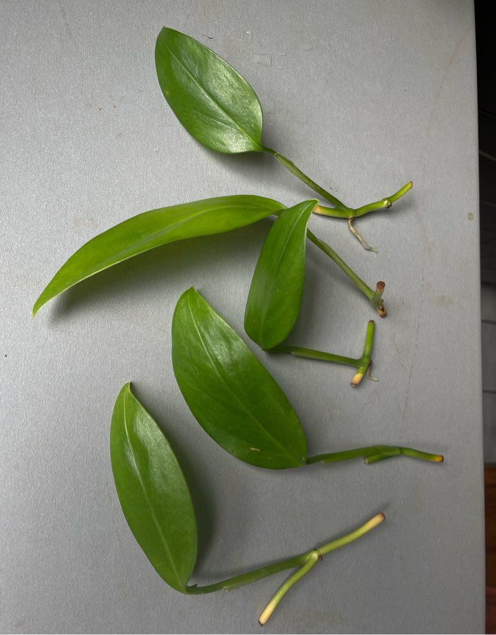 Monstera friedrichsthalii
