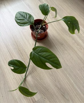 Epipremnum 'Cebu Blue'