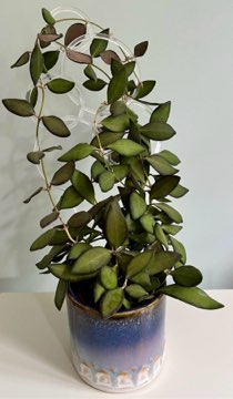 Hoya Burtoniae