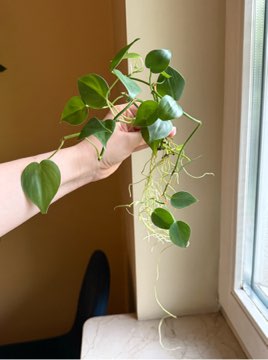 philodendron scandens