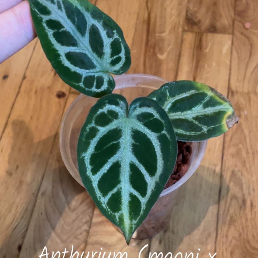 Złożona hybryda anthurium ( magni x forgetti ) x ( crystalineum x magni)