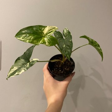 Syngonium Emerald Gem