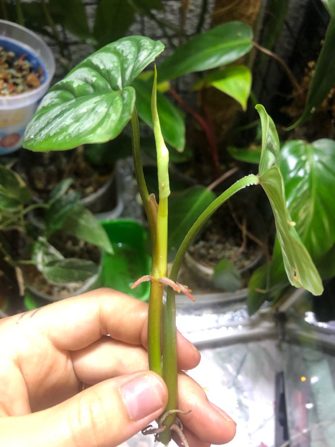 Monstera Dubia szczytówka 3