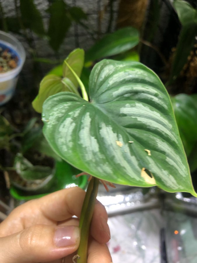 Monstera Dubia szczytówka 2