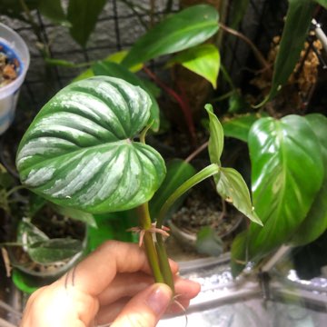 Monstera Dubia szczytówka