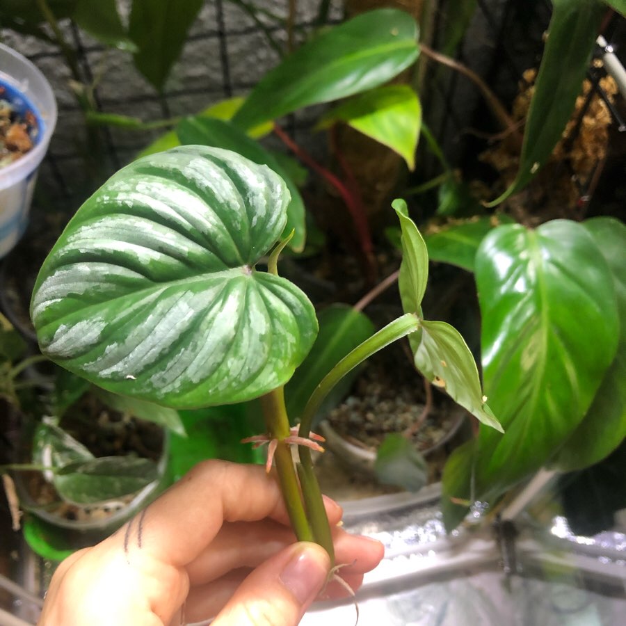 Monstera Dubia szczytówka
