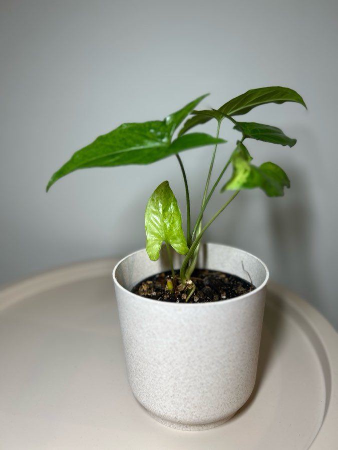 Syngonium Mohito 3