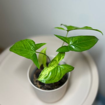 Syngonium Mohito