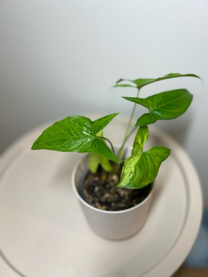 Syngonium Mohito 2