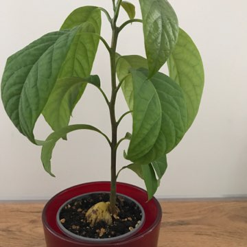 Avokado