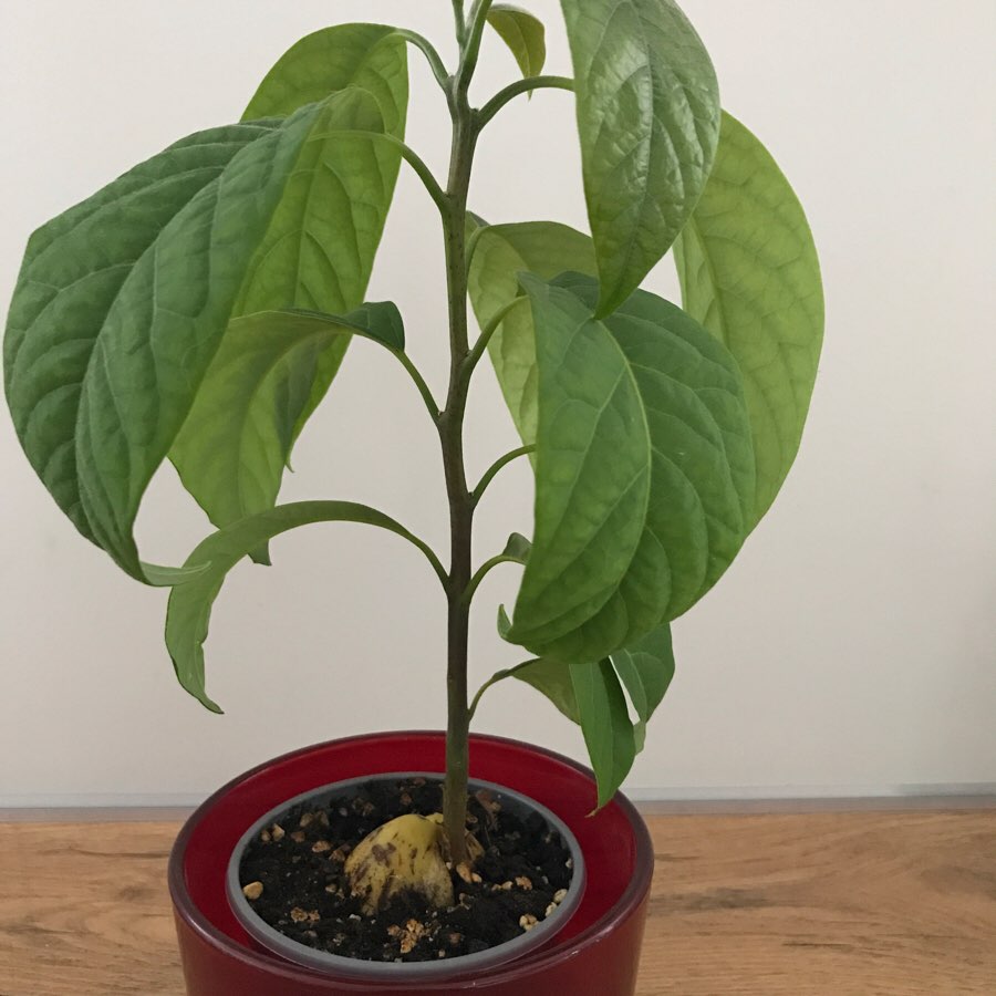 Avokado
