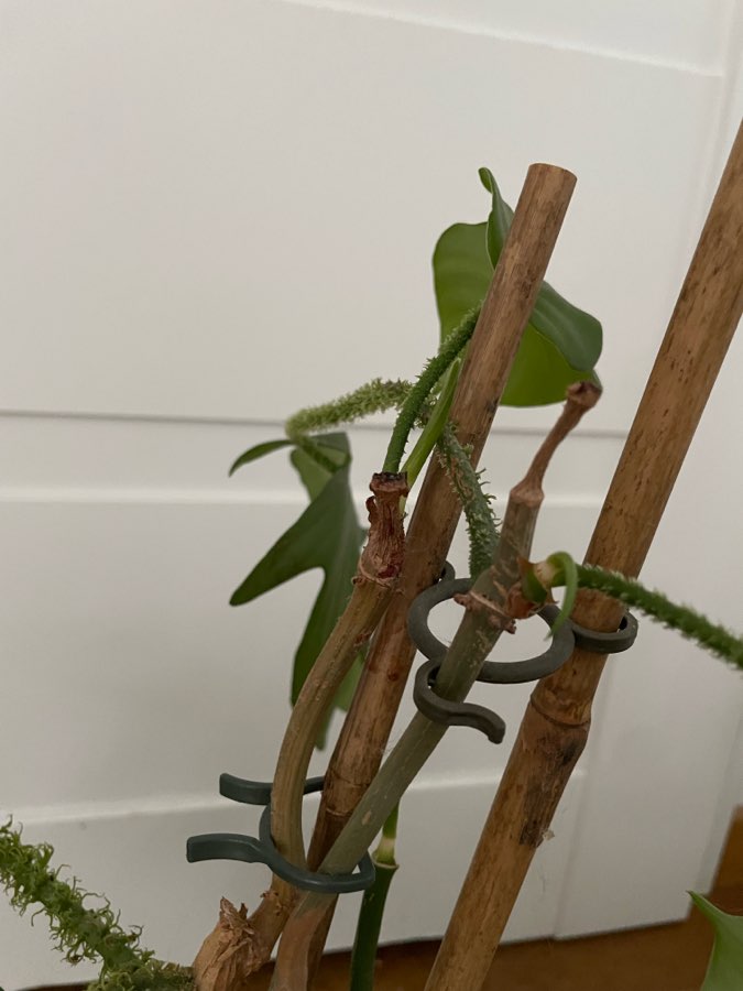 Philodendron squamiferum 2