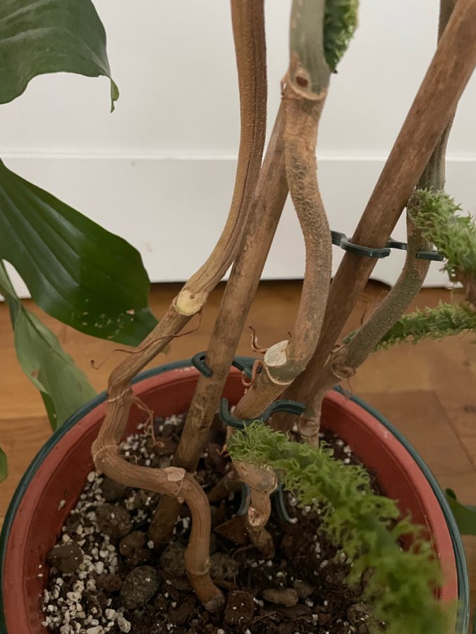 Philodendron squamiferum 3