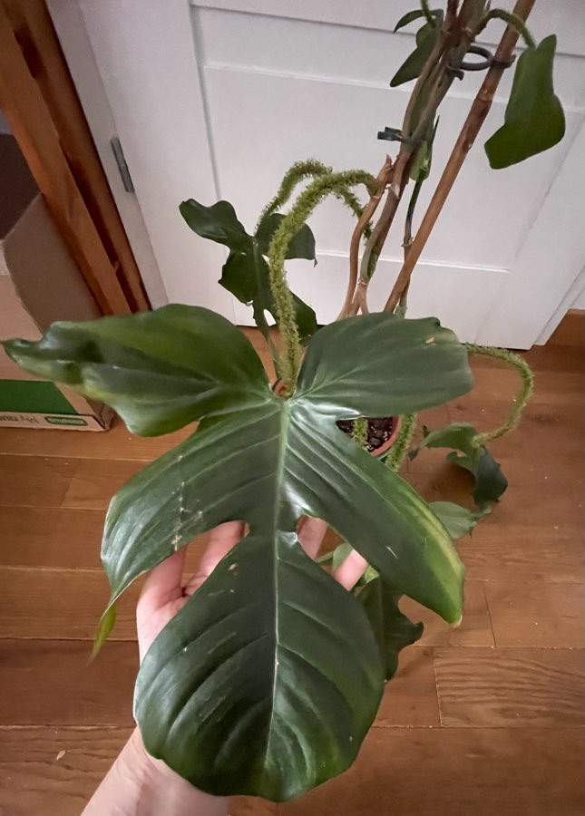 Philodendron squamiferum 4