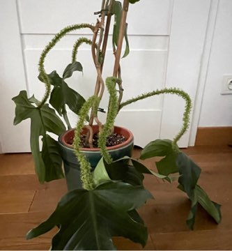 Philodendron squamiferum