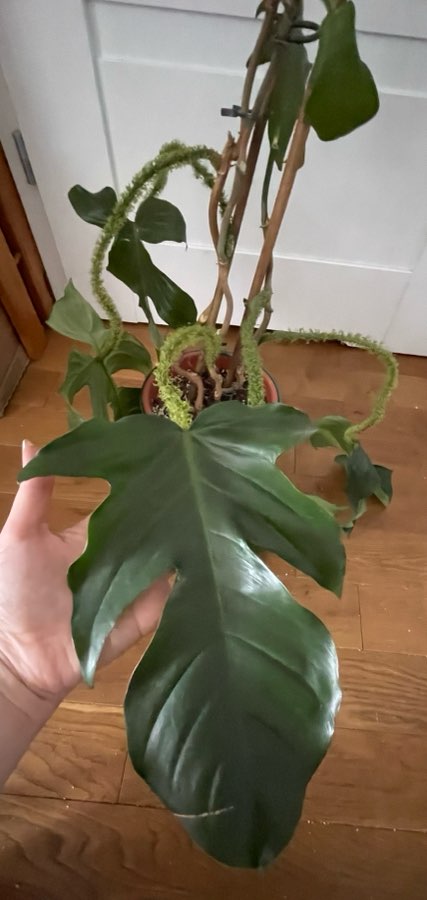 Philodendron squamiferum 5