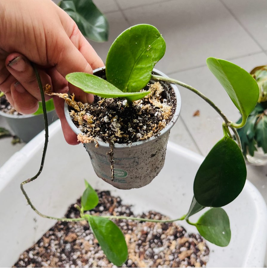 Hoya australis