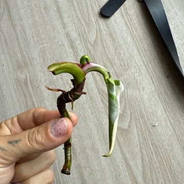 Philodendron white