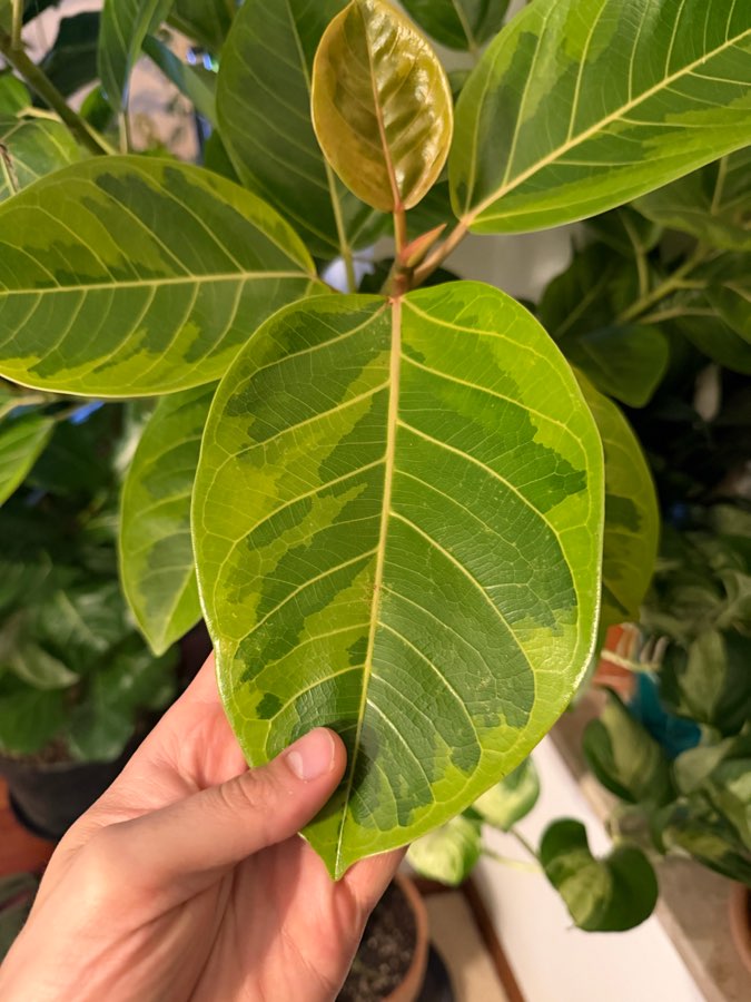 Fikus bengalski altissima 3