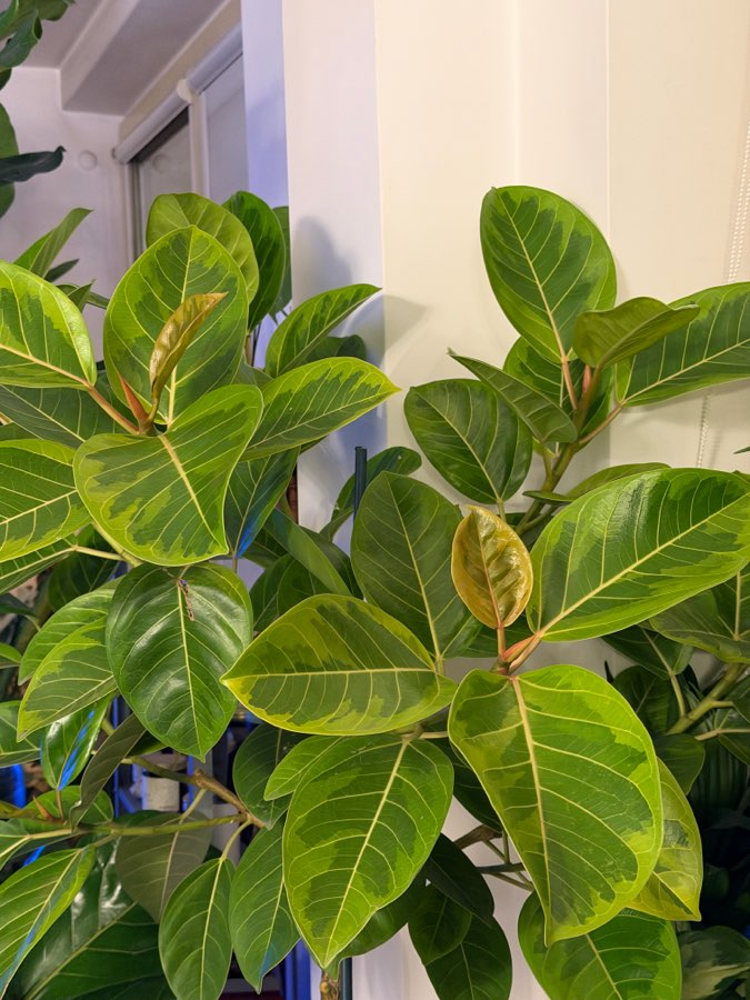 Fikus bengalski altissima 2