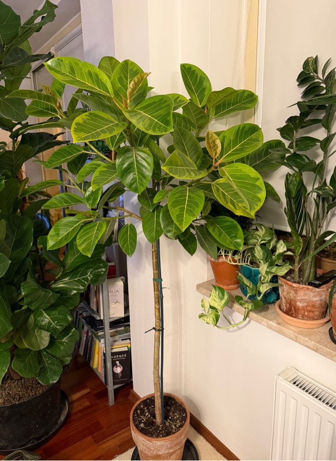 Fikus bengalski altissima