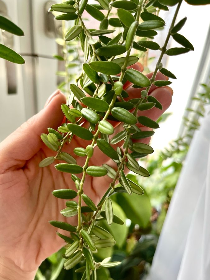 Hoya engleriana 3