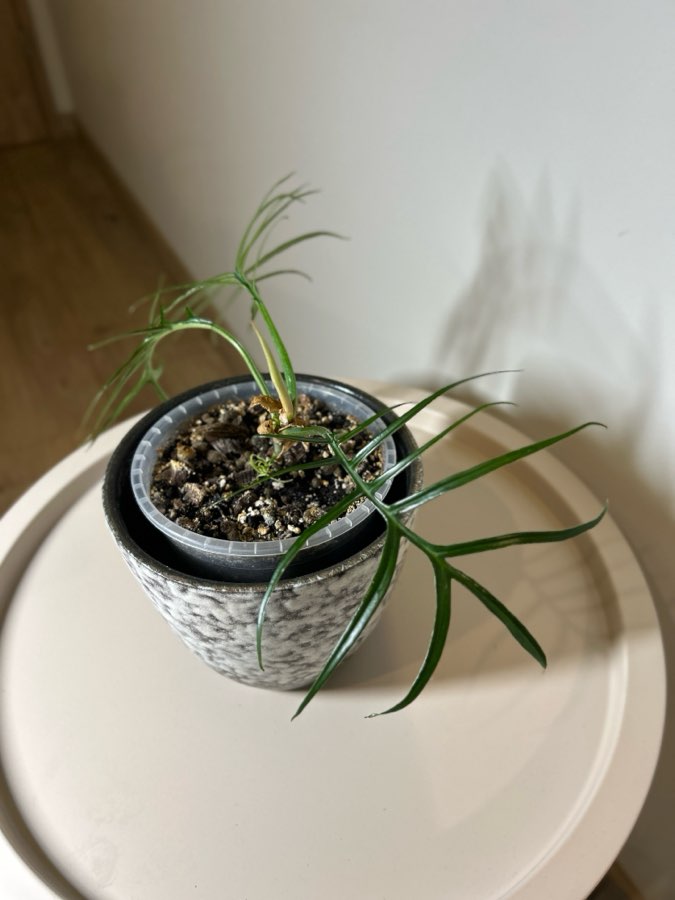 Philodendron Tortum 3