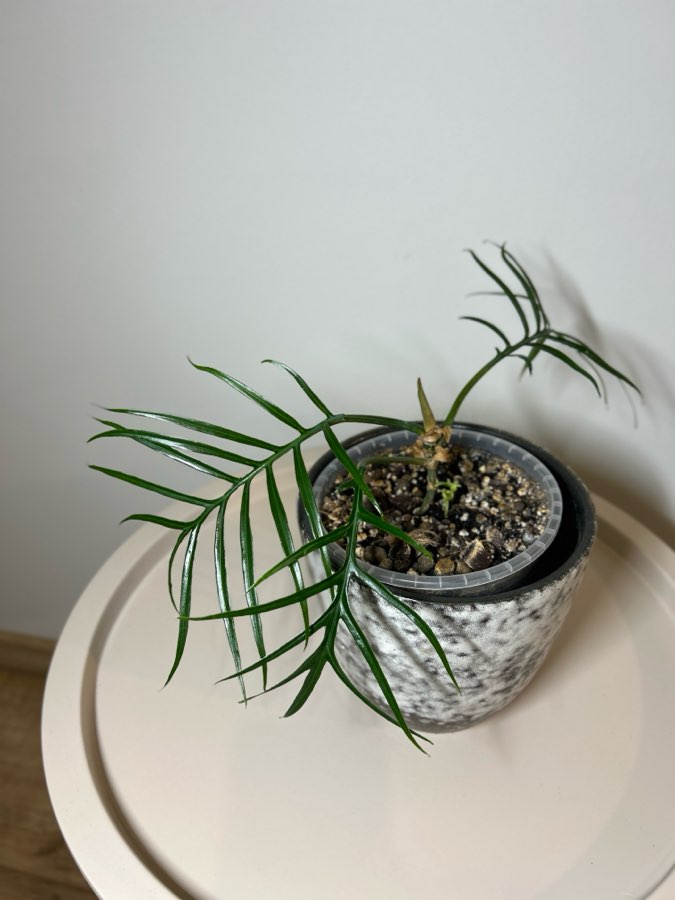 Philodendron Tortum 4