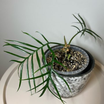 Philodendron Tortum
