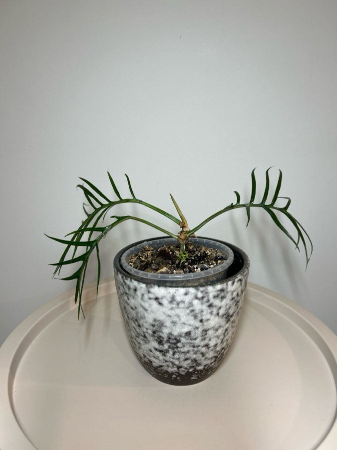 Philodendron Tortum 2