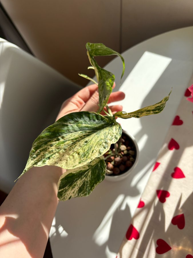 Amydrium Medium Variegata 2