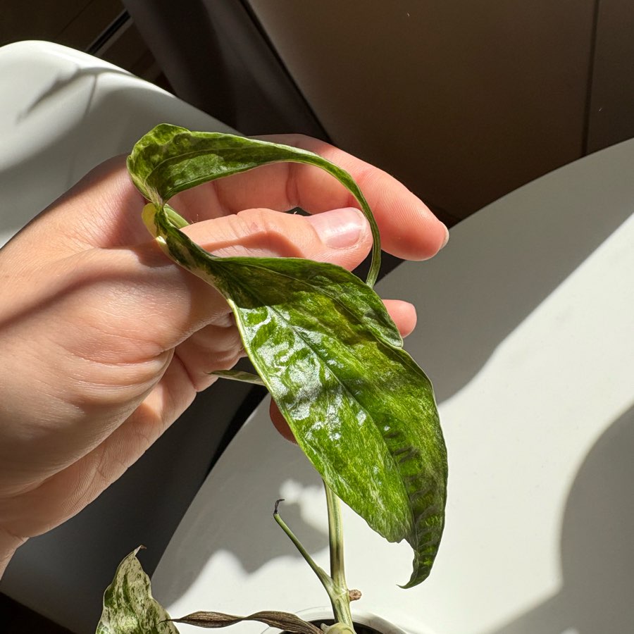 Amydrium Medium Variegata