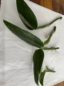 Monstera Standleyana Cobra