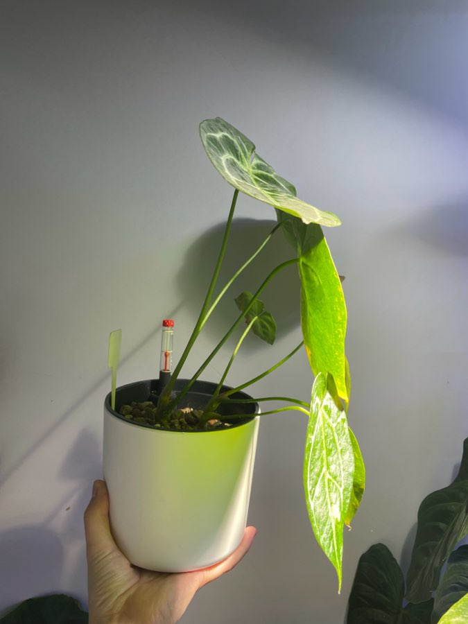 Anthurium crystalinum x NoID 2