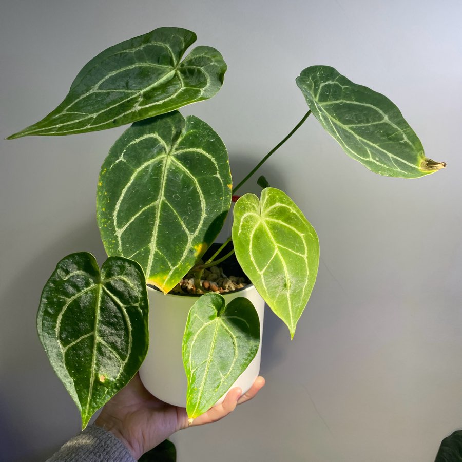 Anthurium crystalinum x NoID