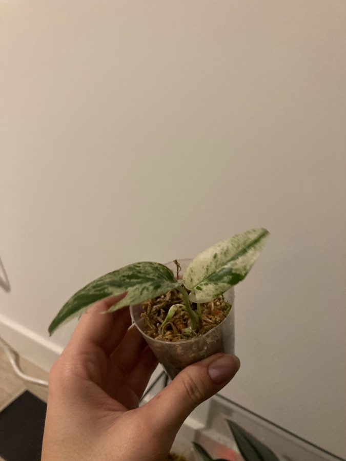 Epipremnum marable variegata 4