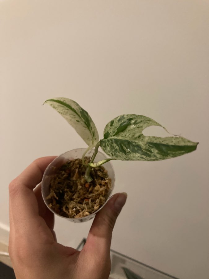 Epipremnum marable variegata 2