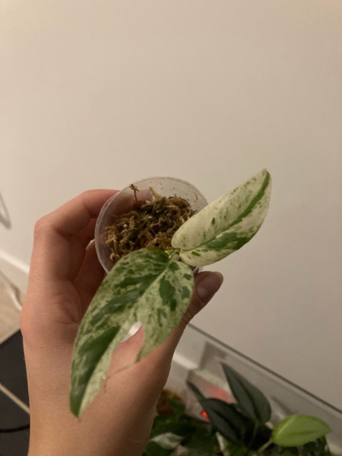 Epipremnum marable variegata 3
