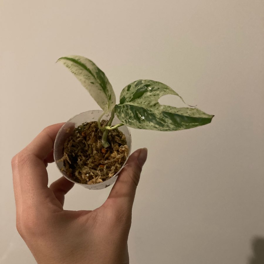 Epipremnum marable variegata