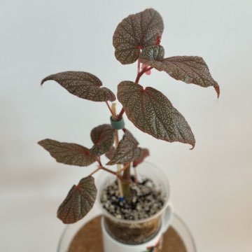 Begonia U062