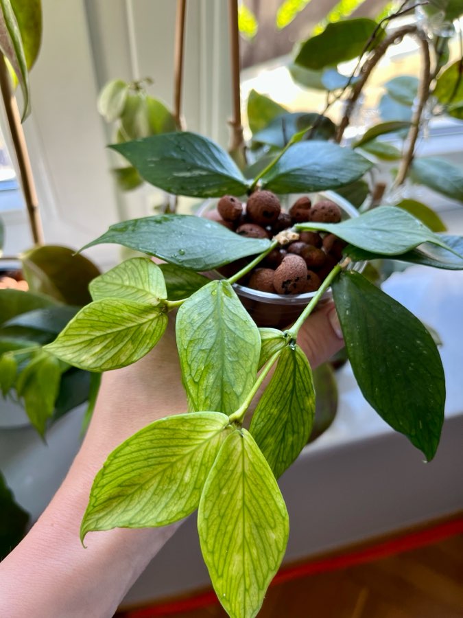 Hoya Polyneura 2