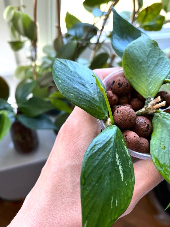 Hoya Polyneura 4